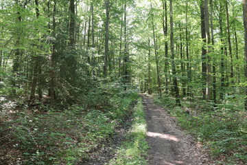 Fototapeta na wymiar Waldweg Wald mit Trampelpfad Rückegasse Wanderweg Laubwald Buchenwald junger Sommer