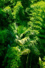 Green leaves on a palm tree as a background.