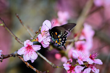 Fototapeta na wymiar Butterfly On Peachtree Blooms-7667