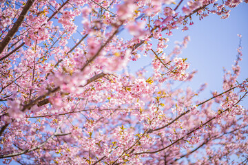 Fototapeta premium 桜 Sakura cherry blossoms in Tokyo, Japan