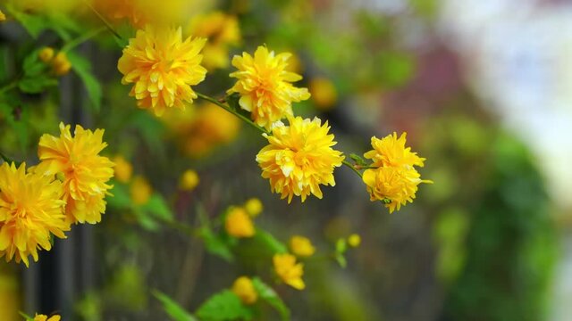 Beautiful yellow flowers in spring garden, depth of field effect