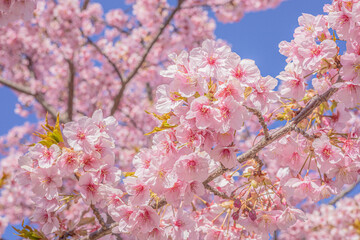 桜 Sakura cherry blossoms in Tokyo, Japan