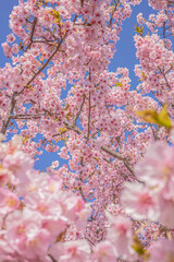 桜 Sakura cherry blossoms in Tokyo, Japan