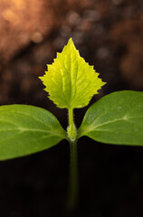 A small sprout of a cucumber in the ground in spring.