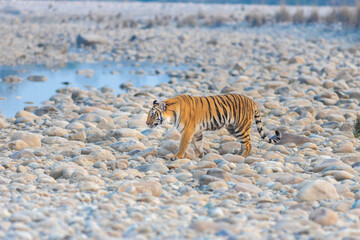 Tiger from Jim Corbett National park