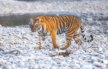 Fototapeta premium Tiger from Jim Corbett National park
