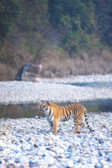 Fototapeta na wymiar Tiger from Jim Corbett National park