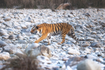 Obraz na płótnie Canvas Tiger from Jim Corbett National park