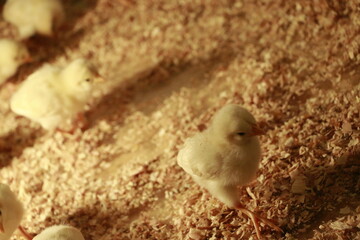 ニワトリ, 鳥, ひよこ, 赤ちゃん, 動物, イースター, 黄色, ファーム, 家禽, かわいい, 小さい, 孤立した, 若い, ふわふわした, 白, リトル, 羽, 新生児, くちばし, 農学, 卵, ひよこ, 人生, 愛らしい, とぶ © 智 山口