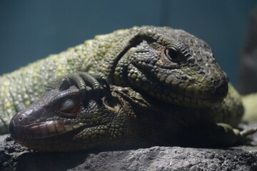 レプタイル, トカゲ, イグアナ, 動物, ドラゴン, 自然, 野生生物, 目, ウィルト, zoo, 緑, うろこ, アメリカワニ, モニター, 恐竜, 頭, クロコダイル, アップ, インドネシア, アイランズ, 捕食者, 危ない、仲良し