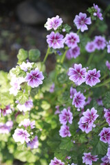 花, 花, 自然, ピンク, 庭, とぶ, 植える, 紫, 全盛期, 緑, 咲く, サマータイム, フローラル, 植物, ライラック, すごい, 美しさ, 美しい, アップ, 色, 季節, スミレ, ラベンダー, マクロ, アウトドア