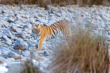 Tiger from Jim Corbett National park
