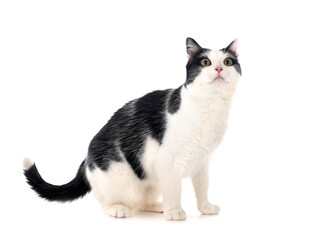 feral cat in studio © cynoclub