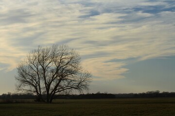 Fototapeta premium Tree silhouette in a farm field with a colorful sky at sunset north of Hutchinson Kansas USA out in the country.