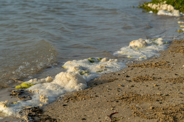 Pollution on water's edge of beacj with foam and trash washing up on the shoreline. Environmental concepts.