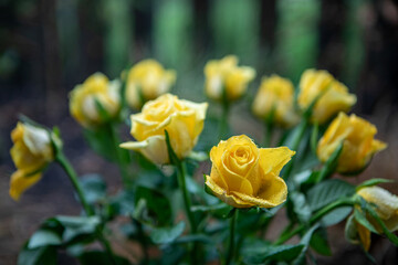 yellow roses
