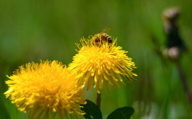l ape sul dente di leone © corradobarattaphotos