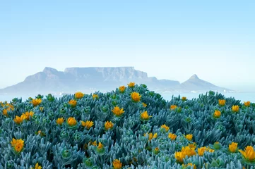 Photo sur Plexiglas Montagne de la Table Un pré de fynbos en fleurs en face de Table Mountain Cape Town Afrique du Sud