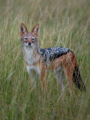 Golden Jackal, Canis aureus, with evening sun in the grass, Sri Lanka, Asia. Beautiful wildlife scene from nature habitat from Sri Lanka.