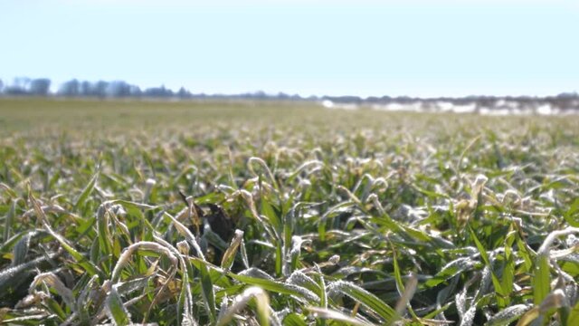 Hoarfrost on wheat. Spring