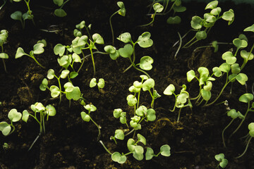 Germination of micro greens at home on a windowsill. healthy food concept