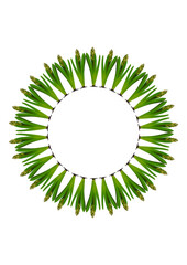 Spring. They cursed from the bulbs of hyacinth. Frame on a vertical white sheet of A4 format.