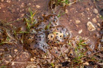 Beech forest in winter in the province of Burgos. Watercourses on a sunny day.