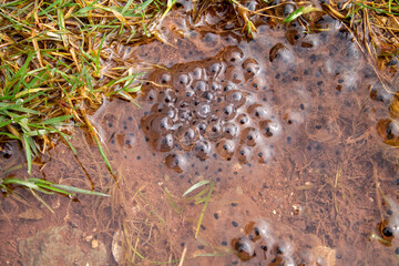 Beech forest in winter in the province of Burgos. Watercourses on a sunny day.