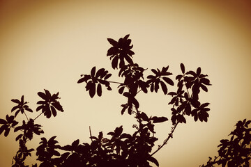 photo of artistic tree black on colors background