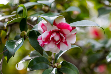 Camellia Japonica Camelio flower grown in a garden