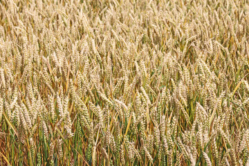 wheat field in summer