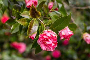 Camellia Japonica Betty Sheffield Supreme flower grown in a garden