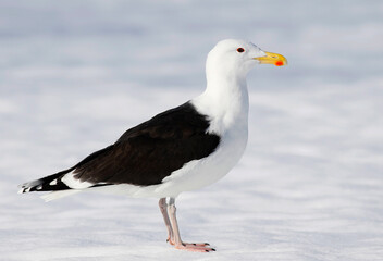 Great black-backed gull