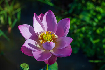 Pink water lily flower. Lotus flower in island Bali, Indonesia