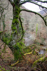 Beech forest in winter in the province of Burgos. Watercourses on a sunny day.