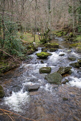 Beech forest in winter in the province of Burgos. Watercourses on a sunny day.