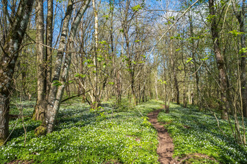 Hiking trail in a beautiful forest in the spring
