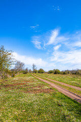 Fototapeta na wymiar Dirt road on a flowering meadow at spring