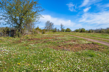 Flowering meadow and a dirt road on a moorland at springtime