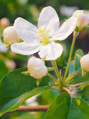 White flower of an apple tree close up. Snow-white petals, pistils, stamens, buds and leaves. Blooming fruit bush in May. Vertical beautiful illustration about the beginning of summer and warm season