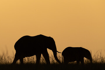 African bush elephant and calf at sundown