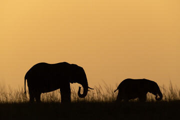 Fototapeta na wymiar African bush elephant and calf on horizon