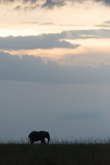 Fototapeta na wymiar African bush elephant crosses horizon at dusk