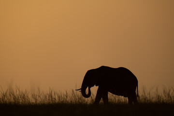 Fototapeta na wymiar African bush elephant curling trunk on horizon