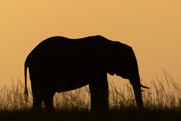 African bush elephant on skyline at sunset