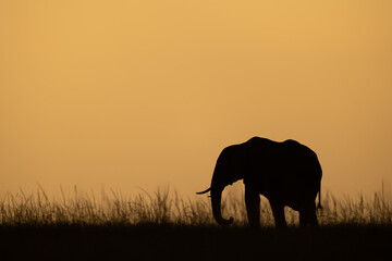 Fototapeta na wymiar African bush elephant on skyline at sundown