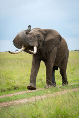 Naklejka na ściany i meble African bush elephant on track lifting trunk