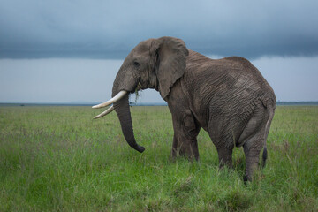 African bush elephant stands feeding in savannah