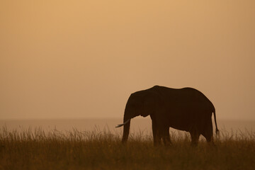 Fototapeta na wymiar African bush elephant stands silhouetted on horizon