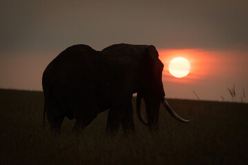 Naklejka na ściany i meble African bush elephant stands silhouetted at sunset